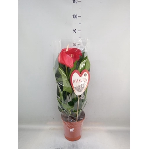 Anthurium andr. 'Red Bull'