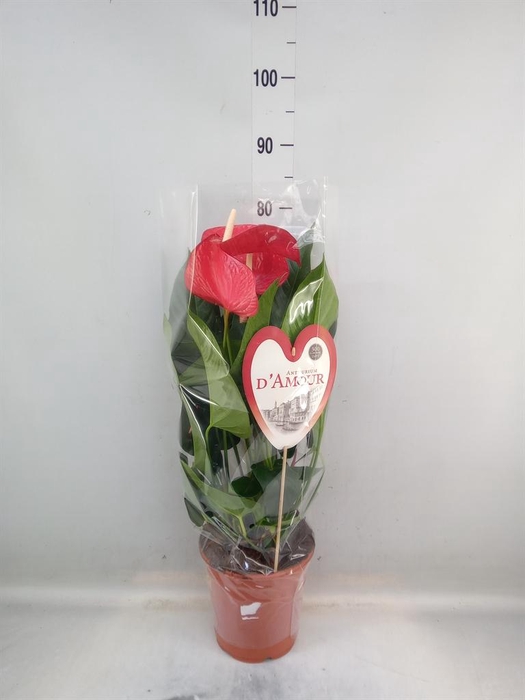 <h4>Anthurium andr. 'Red Bull'</h4>