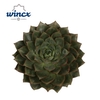 Echeveria Parva Cutflower Wincx-12cm