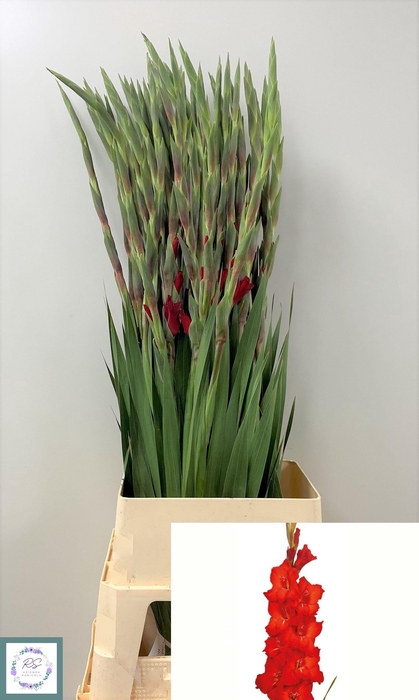 <h4>GLAD GR RED BALANCE</h4>