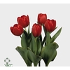 Tulipa single Red