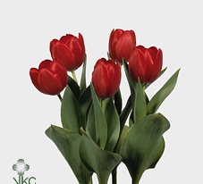 Tulipa single Red