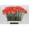 Dianthus St Rita