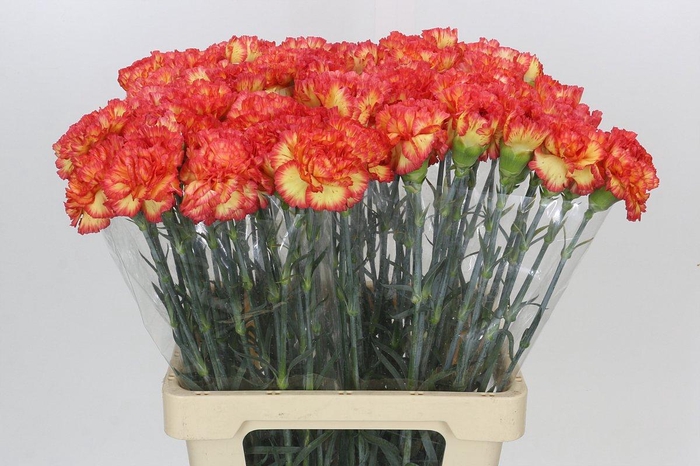 <h4>Dianthus St Rita</h4>