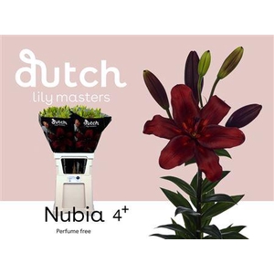 LI LA NUBIA 4+