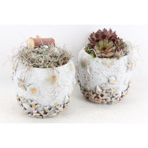 arr4 Semp JS - Schelpen pot x3