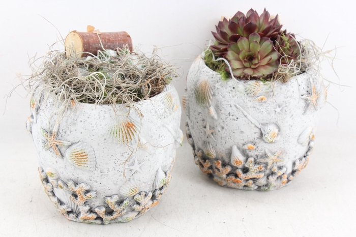 <h4>arr4 Semp JS - Schelpen pot x3</h4>