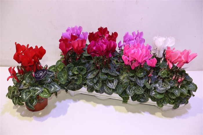 <h4>arr8 Cycl Md Patio</h4>