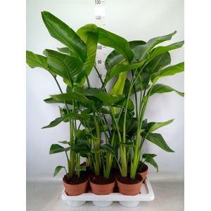 Strelitzia nicolai