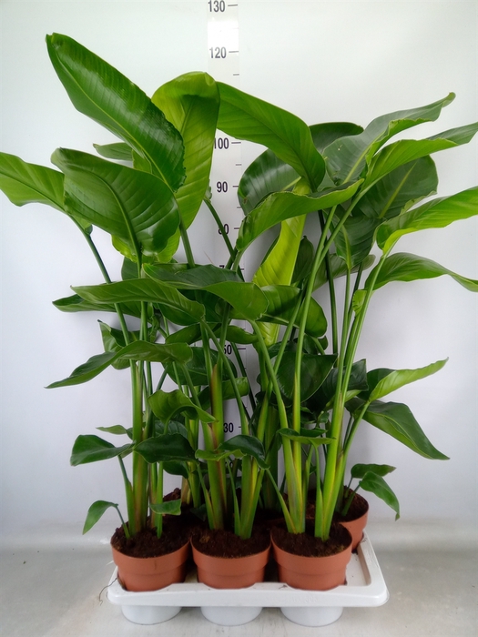 <h4>Strelitzia nicolai</h4>