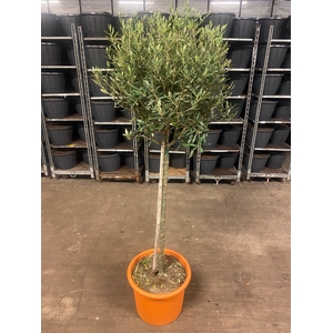 Olijfboom Olea europaea Stam 125cm