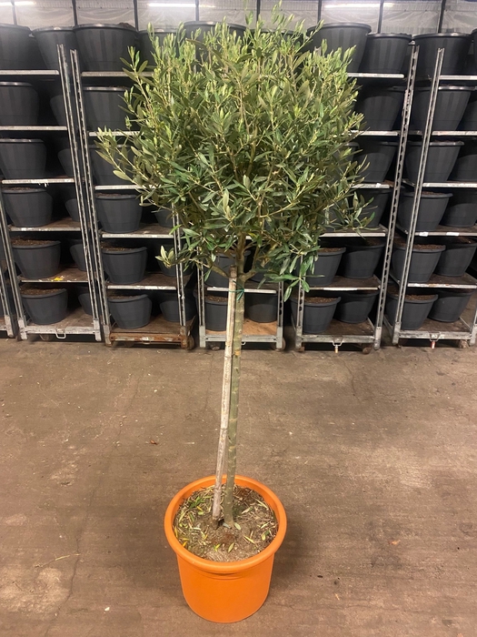 Olijfboom Olea europaea Stam 125cm