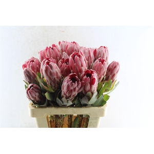Protea Sharonet