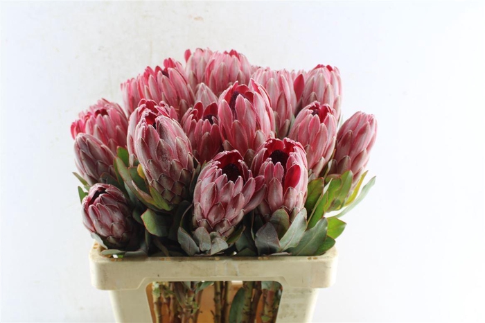 <h4>Protea Sharonet</h4>