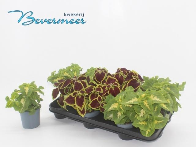 <h4>PLEC C WIZARD GEM</h4>