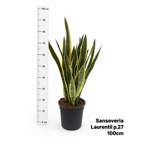 SANSEV LAURENTII