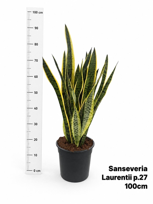 SANSEV LAURENTII