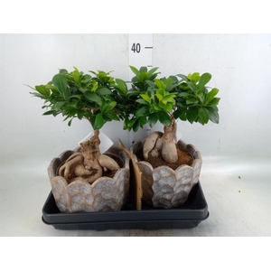 Ficus microcarpa 'Ginseng'