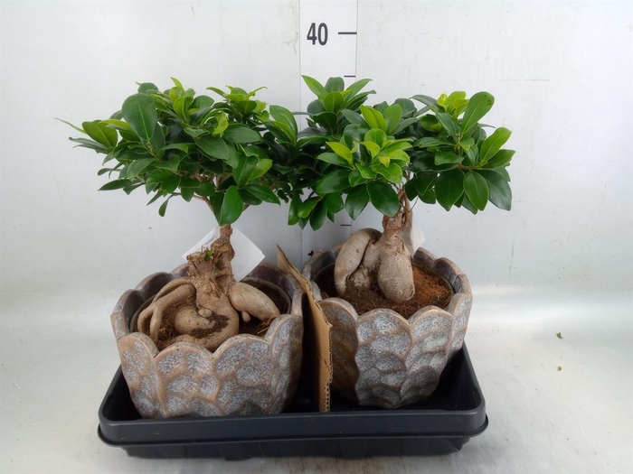 <h4>Ficus microcarpa 'Ginseng'</h4>
