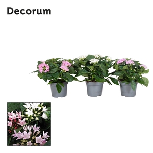 Starcluster 2/3 kleuren mix Decorum