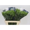 Dianthus Br Kiwi Mellow