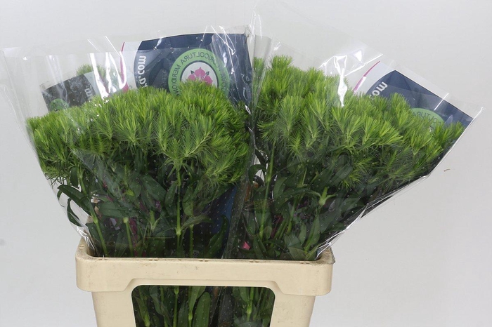 <h4>Dianthus Br Kiwi Mellow</h4>