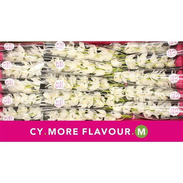 <h4>Mini cymbidium 'Snow Blossom' 50 cm</h4>