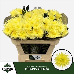 Chr G Topspin Yellow