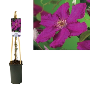 Clematis 'Ernest Markham' +light label