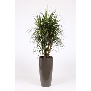Dracaena marginata