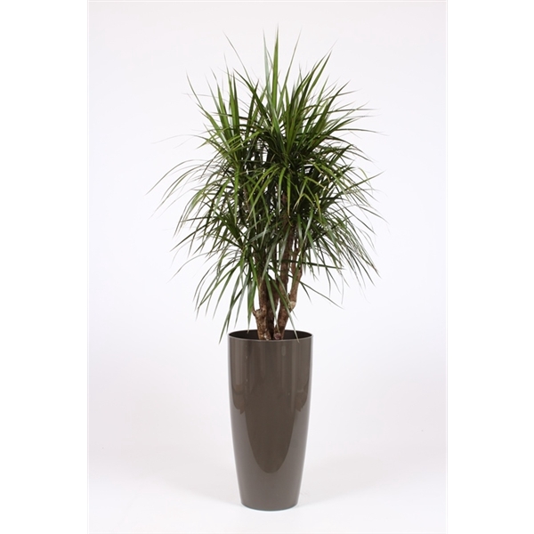 <h4>Dracaena marginata in Santorini pot "taupe"</h4>