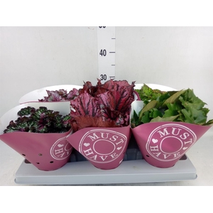 Begonia BD 'Beleaf'   ...mix