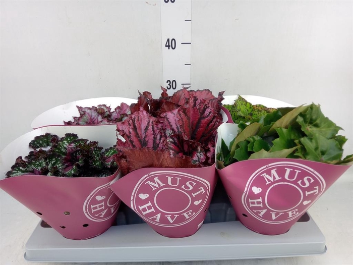 <h4>Begonia BD 'Beleaf'   ...mix</h4>