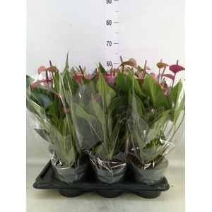 Anthurium andr. 'Pure Purple'