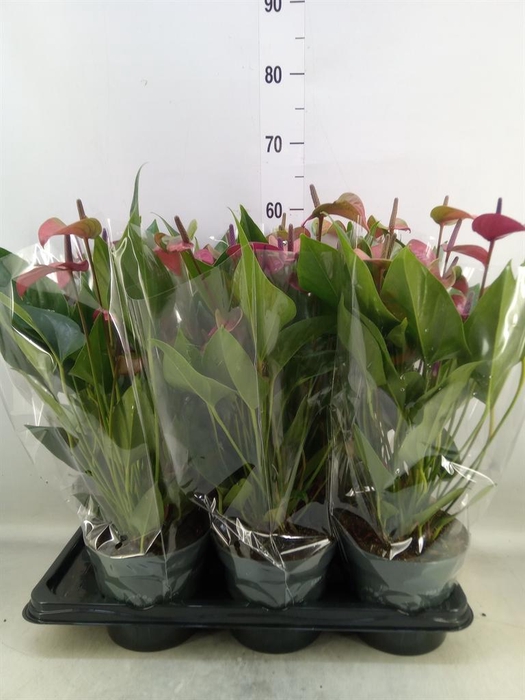 <h4>Anthurium andr. 'Pure Purple'</h4>