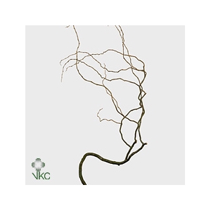 Salix Tortuosa