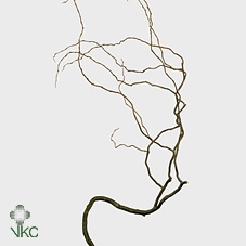 <h4>Salix Tortuosa</h4>