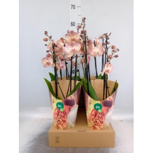Phalaenopsis  'Ant Varese'