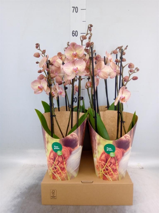 <h4>Phalaenopsis  'Ant Varese'</h4>