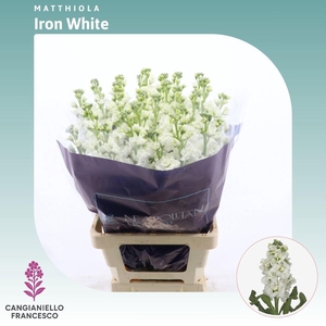 MATTH IRON WHITE