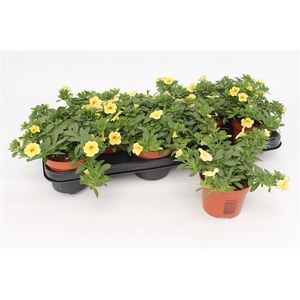 Calibrachoa Yellow