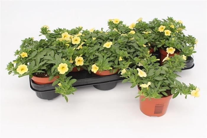 <h4>Calibrachoa Yellow</h4>