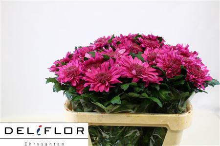 <h4>CHR G OV LILAC</h4>