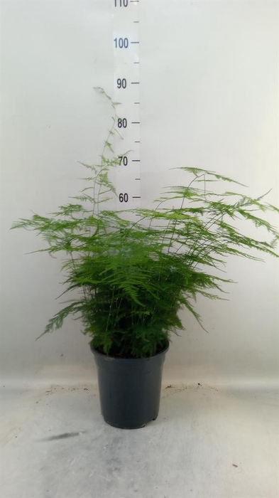 <h4>Asparagus setaceus</h4>