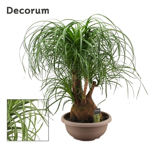 Beaucarnea vertakt compact 35 cm (Decorum)