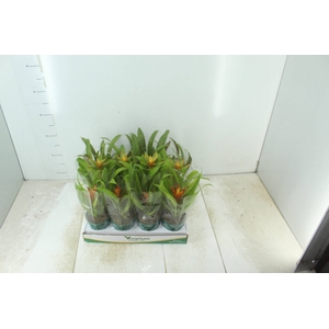 GUZMANIA VARIADA P09
