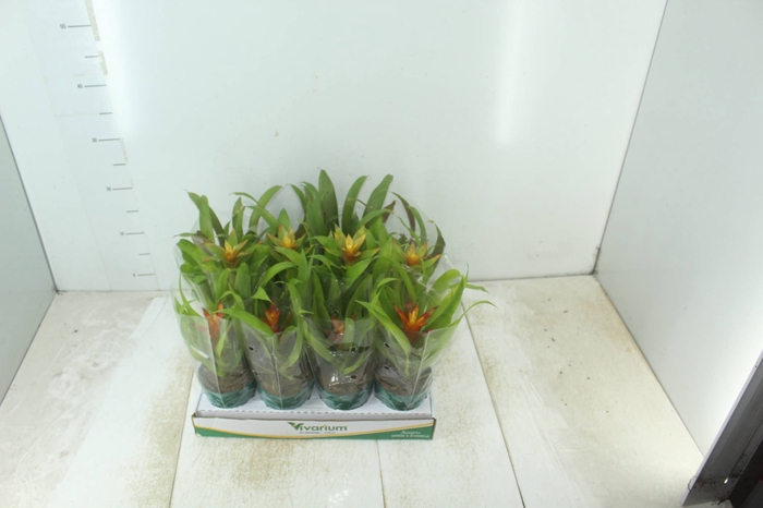 <h4>GUZMANIA VARIADA P09</h4>