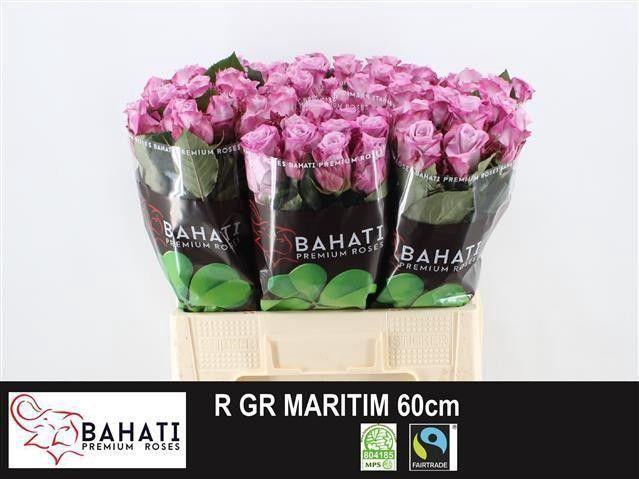 <h4>R GR MARITIM</h4>