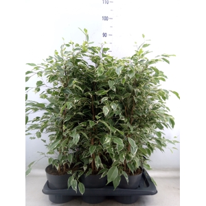 Ficus benja. 'Twilight'
