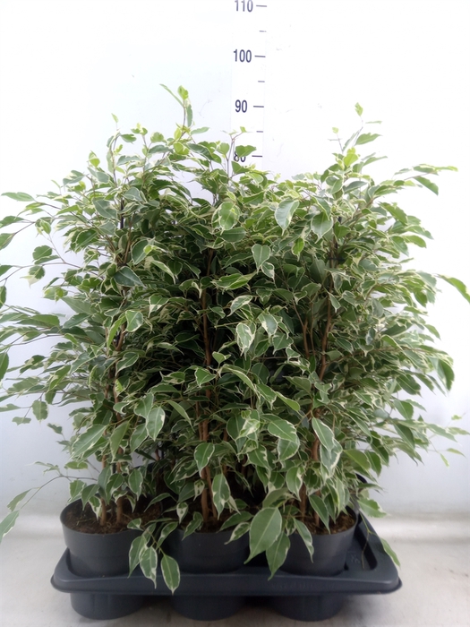 <h4>Ficus benja. 'Twilight'</h4>
